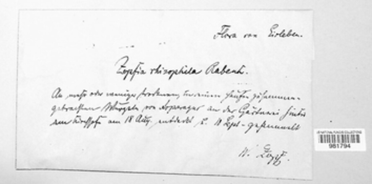 Zopfia image